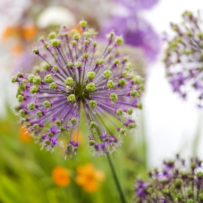 Cesnak Akbulak - Allium - cibuľoviny - 3 ks