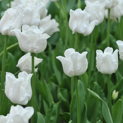 Tulipán Liberstar White - Tulipa - cibuľoviny - 3 ks