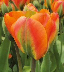 Tulipán Orange Marmelade - Tulipa - cibuľoviny - 3 ks