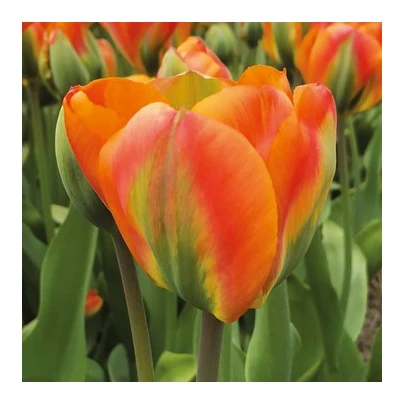 Tulipán Orange Marmelade - Tulipa - cibuľoviny - 3 ks