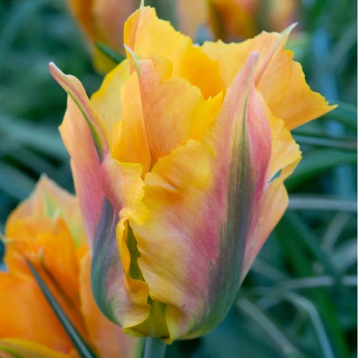 Tulipán Golden Artist - Tulipa - cibuľoviny - 3 ks