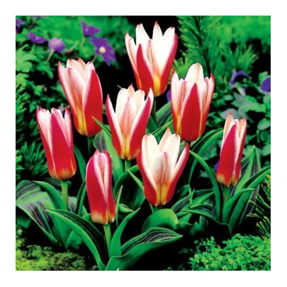 Tulipán Hearts Delight - Tulipa - cibuľoviny - 3 ks