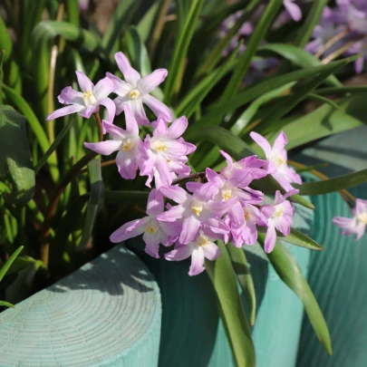 Modravka Pink Giant - Chionodoxa forbesii - cibuľoviny - 5 ks