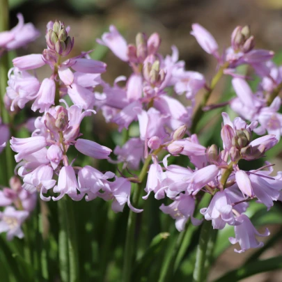 Scila zvonkovitá ružová - Scilla campanulata - cibuľoviny - 3 ks