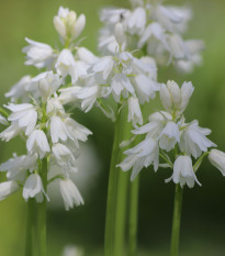 Scila zvonkovitá biela - Scilla campanulata - cibuľoviny - 3 ks