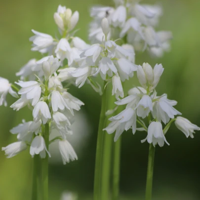 Scila zvonkovitá biela - Scilla campanulata - cibuľoviny - 3 ks