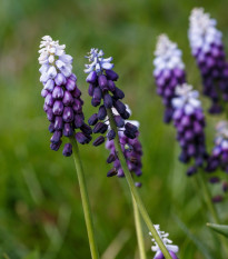 Modrica Grape Ice - Muscari - cibuľoviny - 5 ks