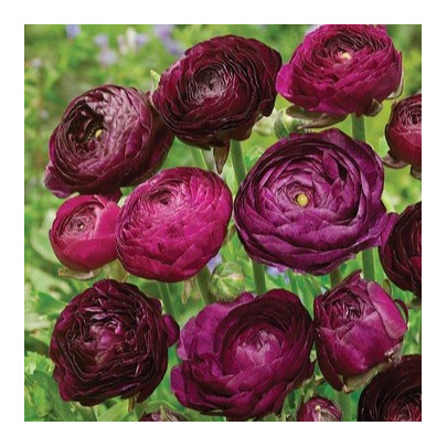 Iskerník plnokvetý Tomer Purple - Ranunculus asiaticus - cibuľoviny - 3 ks