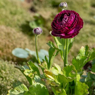 Iskerník Tomer Purple - Ranunculus asiaticus - cibuľoviny - 3 ks