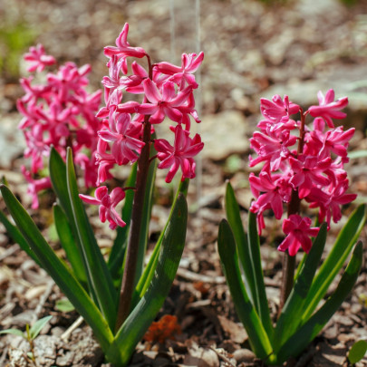 Hyacint mnohokvetý ružový - Hyacinthus - cibuľoviny - 1 ks