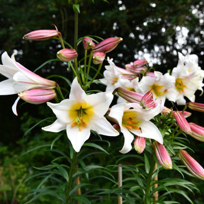 Ľalia kráľovská - Lilium regale - cibuľoviny - 1 ks