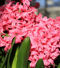 Hyacint Pink pearl - Hyacinthus - cibuľoviny - 1 ks