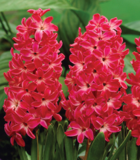 Hyacint Red Glory - Hyacinthus - cibuľoviny - 1 ks