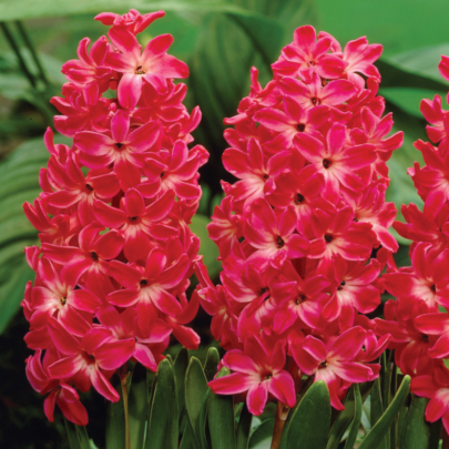 Hyacint Red Glory - Hyacinthus - cibuľoviny - 1 ks