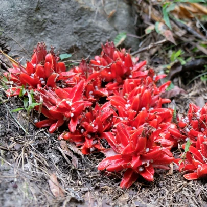 Zázvor Chrysantum - Zingiber chrysanthum - semená zázvoru - 5 ks