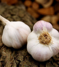 Sadbový cesnak Matinka - Allium sativum - nepaličák - cibuľa cesnaku - 1 balenie