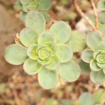 Ružicovka - Aeonium spathulatum - semená - 8 ks