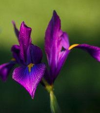 Kosatec Purple Sensation - Iris hollandica - cibuľoviny - 3 ks