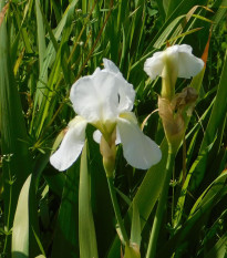 Kosatec nemecký biely - Iris germanica - hľuzy - 1 ks