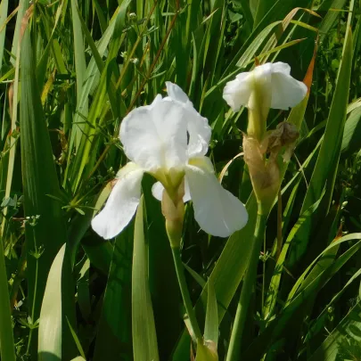 Kosatec nemecký biely - Iris germanica - hľuzy - 1 ks