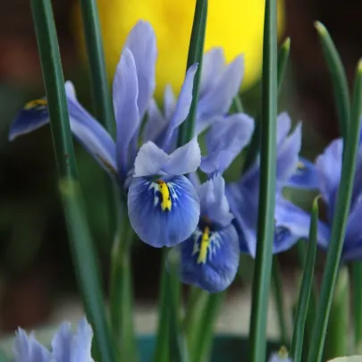 Kosatec Sapphire Beauty - Iris hollandica - cibuľoviny - 3 ks