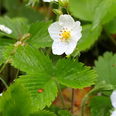 Jahodník alpský Baron von Solemacher - Fragaria vesca - semená jahôd - 15 ks