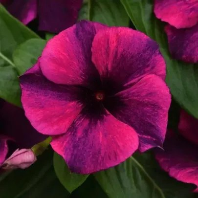 Katarant Tatoo Black Cherry - Catharanthus roseus - semená zimozeleň - 30 ks