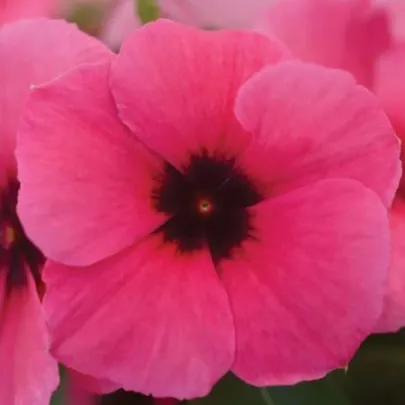 Katarant Tatoo Raspberry - Catharanthus roseus - semená zimozeleň - 30 ks