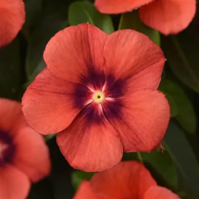 Katarant Tatoo Tangerine - Catharanthus roseus - semená zimozeleň - 30 ks