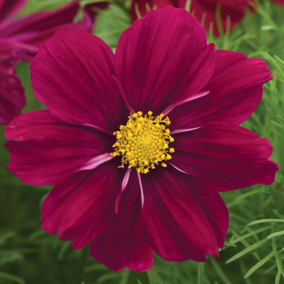 Krasuľka Sonata Purple Shades - Cosmos bipinnatus - semená - 15 ks