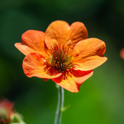 Kuklík šarlátový Koi - Geum coccineum - semená - 20 ks