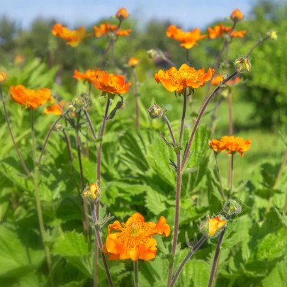 Kuklík šarlátový Koi - Geum coccineum - semená - 20 ks