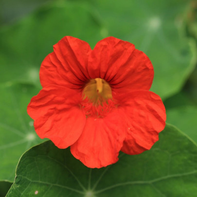 Kapucínka nízka Baby Red - Tropaeolum mínus - semená - 8 ks