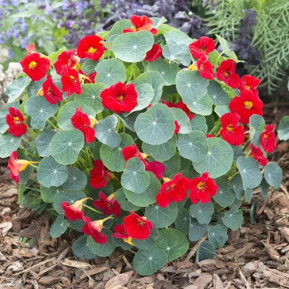 Kapucínka nízka Baby Red - Tropaeolum mínus - semená - 8 ks