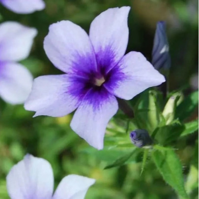 Plamienka Dolly Sky Blue F1 - Phlox drummondii - semená - 50 ks