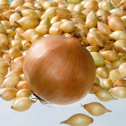 Cibuľa sadzačka Corrado F1 - Allium cepa - cibuľky - 250 g