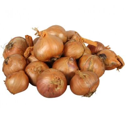 Cibuľa šalotka Red Sun - Allium cepa - cibuľky - 250 g