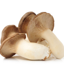 Hliva kráľovská máčková - Pleurotus eryngii - sadivo - 250 ml