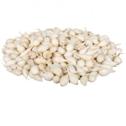 Cibuľa sadzačka Snowball - Allium cepa - cibuľky - 250 g