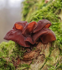 Ucho Judášovo - Auricularia auricula-judae - sadba - 1 ks