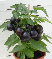 Paradajka balkónová Purpleboy F1 - Solanum lycopersicum - semená - 6 ks