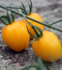 Paradajka tyčková Appleberry F1 PhR žltá - Solanum lycopersicum - semená - 7 ks