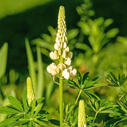 Lupina mnoholistá Lupini Biela - Lupinus polyphyllus - semená - 15 ks