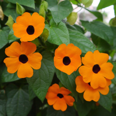 Čiernooká Zuzana - Thunbergia alata - semená - 12 ks