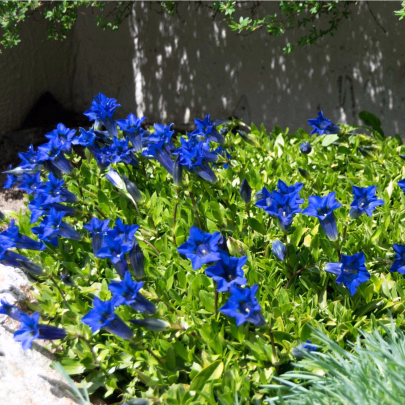 Scila dvojlistá modrá - Scilla bifolia blue - cibuľoviny - 3 ks