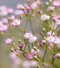 Gypsomilka latnatá ružová - Gypsophila paniculata - jednoducho korenené sadenice - 1 ks