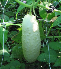 Uhorka biela - Cucumis sativus - semená - 5 ks