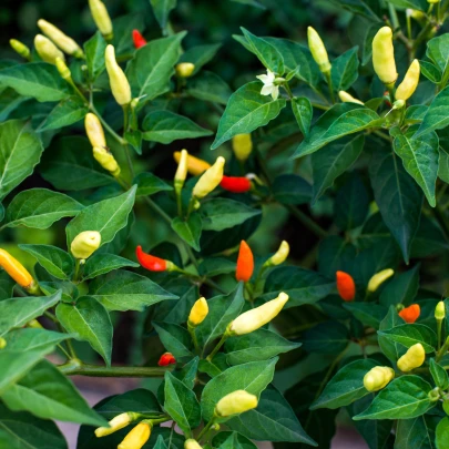 Chilli Tabasco - Capsicum frutescens - semená - 7 ks