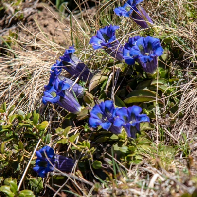 Horec bezbyľový - Gentiana acaulis - semená - 8 ks