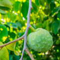 Anona čerimoja - Anona cherimoia - semená - 5 ks